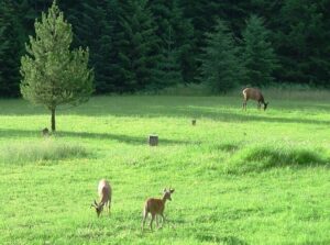 deer elk in meadow